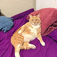 Zeus Flores is registered to the contest to win money with this photo: animal, bed, blue_pillow, cat, cozy, cute, domestic_cat, feline, four_legs, fur, indoor, maroon_pillow, orange_tabby, pet, pillow, pink_paw_pads, purple_bedspread, relaxed, resting, whiskers