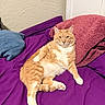 animal, bed, blue_pillow, cat, cozy, cute, domestic_cat, feline, four_legs, fur, indoor, maroon_pillow, orange_tabby, pet, pillow, pink_paw_pads, purple_bedspread, relaxed, resting, whiskers