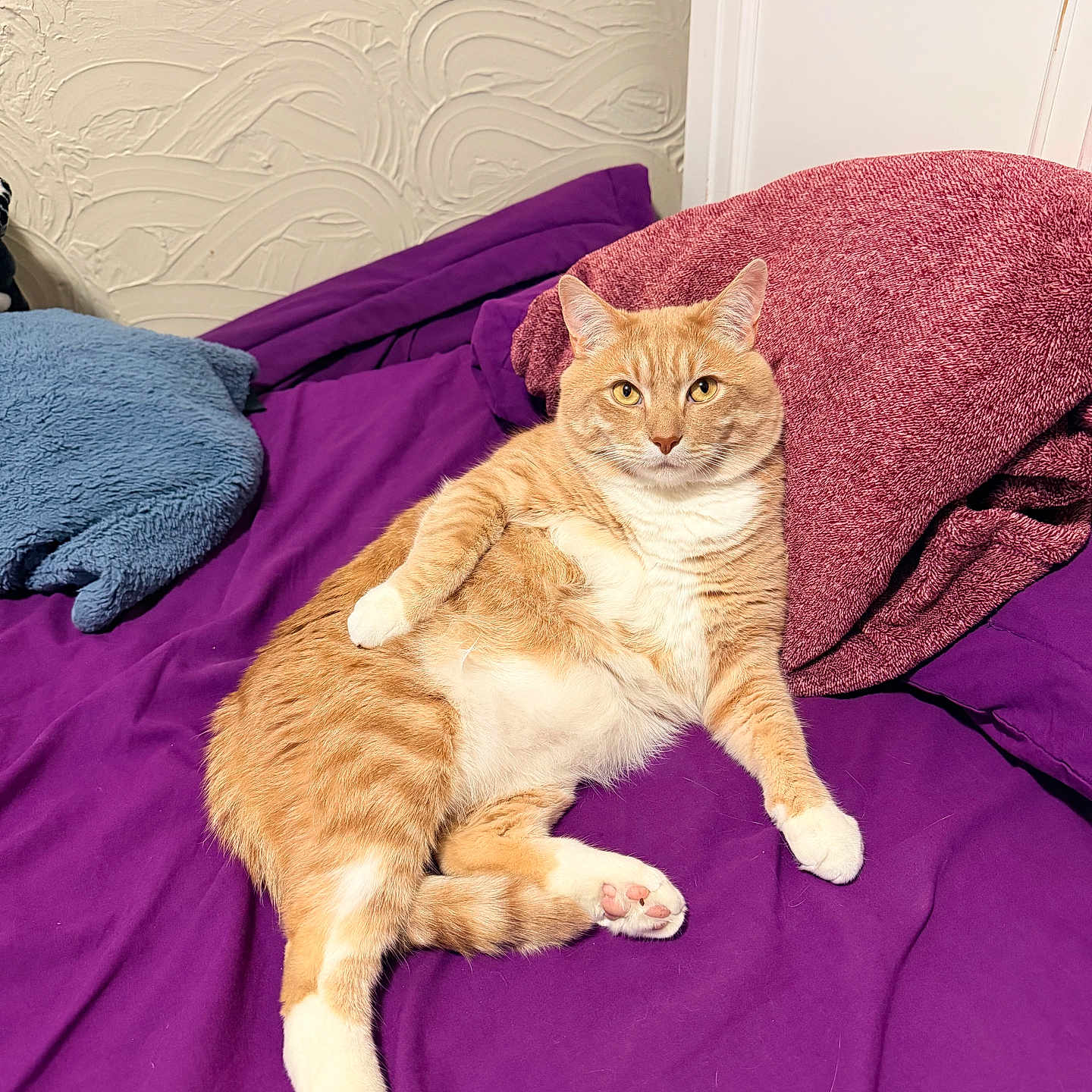 Zeus Flores is registered to the contest to win money with this photo: animal, bed, blue_pillow, cat, cozy, cute, domestic_cat, feline, four_legs, fur, indoor, maroon_pillow, orange_tabby, pet, pillow, pink_paw_pads, purple_bedspread, relaxed, resting, whiskers