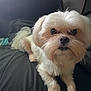 Cooper is registered to the contest to win money with this photo: dog, white_dog, fluffy, pet, animal, lying_down, cute, indoor, fur, canine, portrait, looking_at_camera, small_dog, companion, relaxed, domestic_animal, mammal, friendly, face, paw