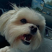 Cooper joined the competition — help win amazing prizes! dog, white_dog, close_up, pet, animal, teeth, mouth_open, fluffy, car_interior, side_mirror, window, sunlight, happy, cute, canine, fur, nose, whiskers, outdoor_view, daytime