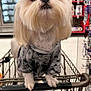 Cooper is registered to the contest to win money with this photo: dog, shopping_cart, pet_store, white_fur, tie_dye_shirt, curious, small_dog, indoors, petsupplies, fur, animal, store_aisle, cute, looking_up, shopping, pet, canine, standing, front_paws, closeup