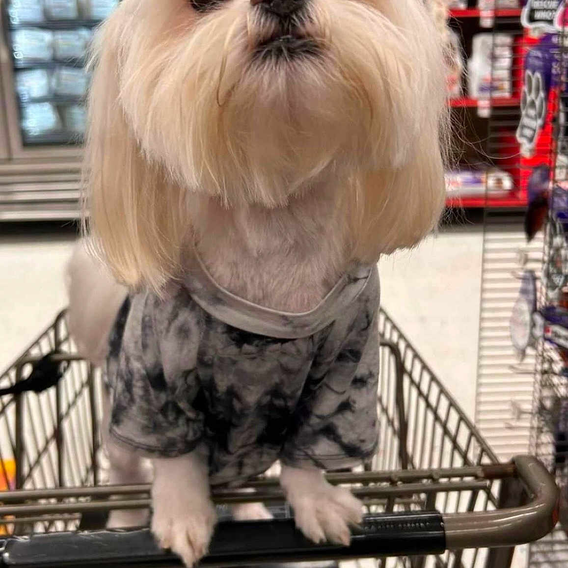 Cooper