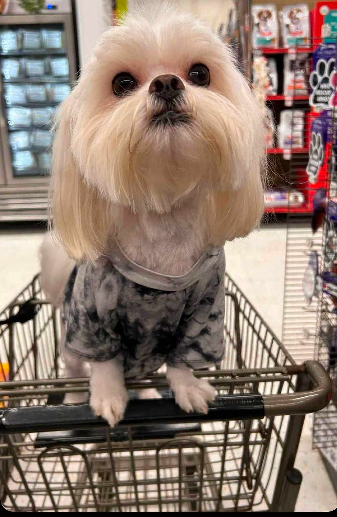 Cooper is registered to the contest to win money with this photo: dog, shopping_cart, pet_store, white_fur, tie_dye_shirt, curious, small_dog, indoors, petsupplies, fur, animal, store_aisle, cute, looking_up, shopping, pet, canine, standing, front_paws, closeup