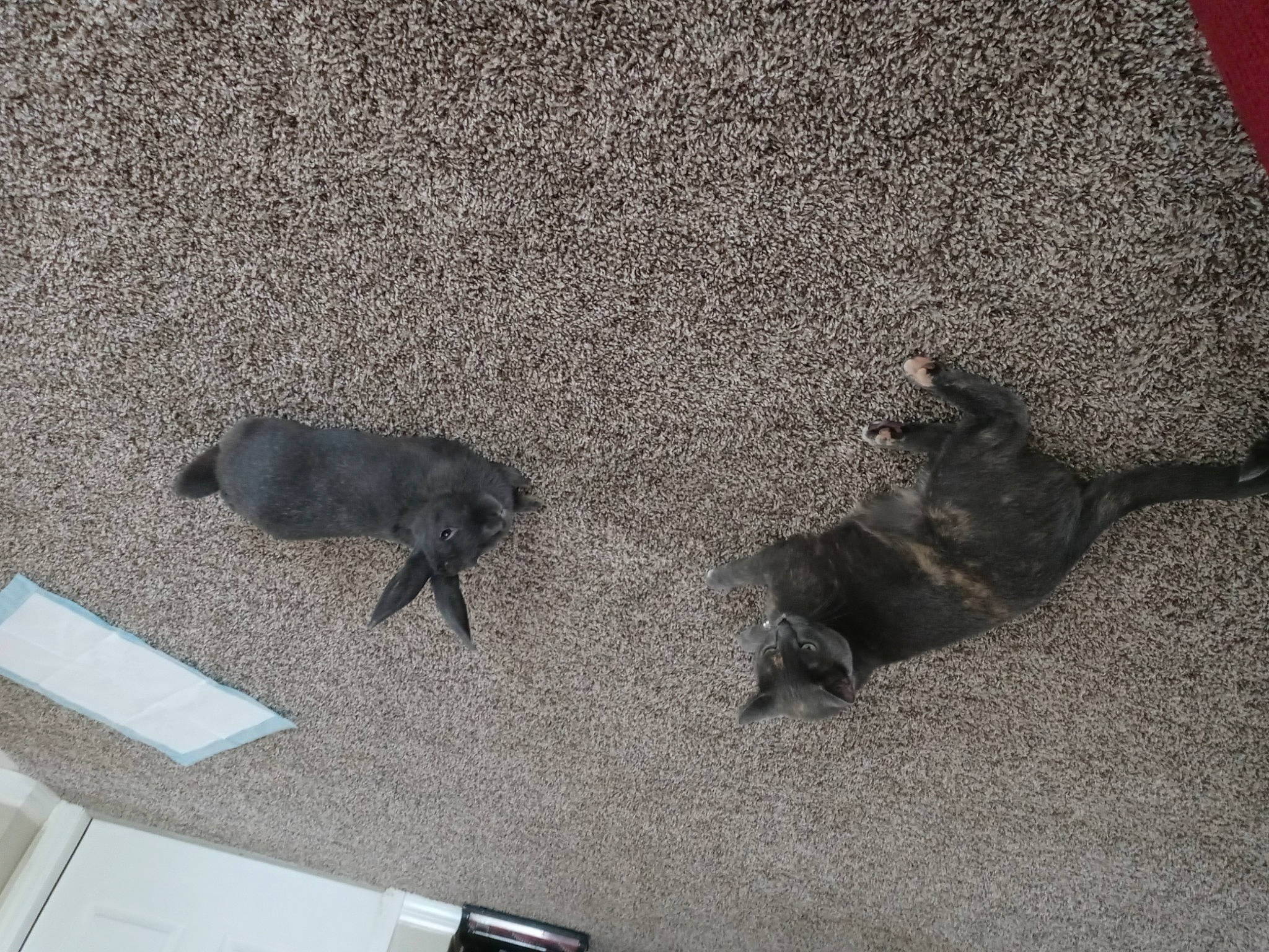 Bleu is registered to the contest to win money with this photo: asphalt, automotive_exterior, bumper, concrete, felidae, flooring, fur, grey, metal, road_surface, shadow, small_to_medium_sized_cats, sporting_group, tail, tints_and_shades, vehicle_door, window, windshield, wood, working_animal