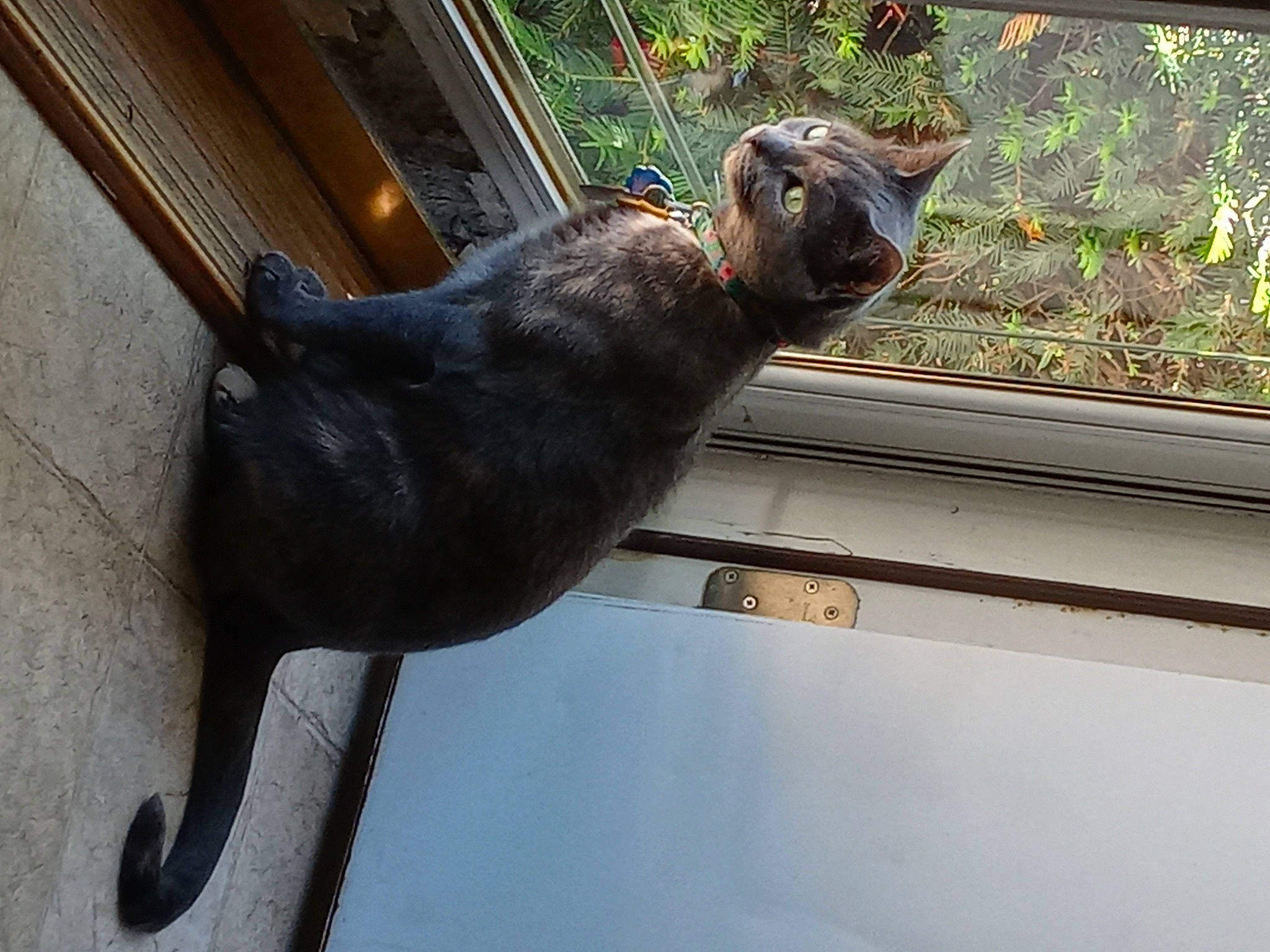 Bleu joined the competition — help win amazing prizes! art, carnivore, cat, dog_breed, domestic_short_haired_cat, fawn, felidae, fur, mammal, metal, pet_supply, plant, sculpture, small_to_medium_sized_cats, snout, tail, terrestrial_animal, tree, whiskers, window