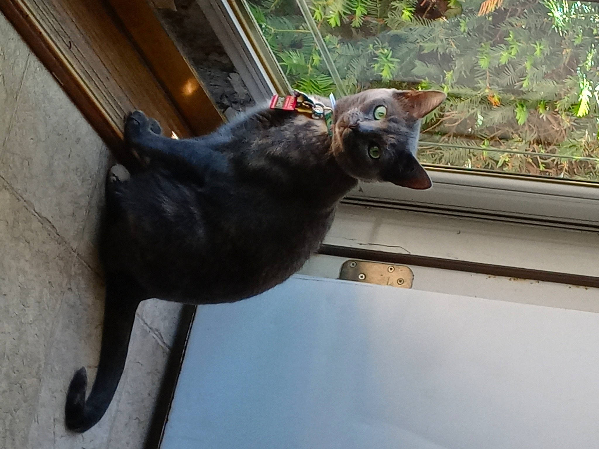 Bleu is registered to the contest to win money with this photo: art, carnivore, collar, dog_breed, fawn, felidae, mammal, metal, pet_supply, plant, sculpture, small_to_medium_sized_cats, snout, tail, terrestrial_animal, tree, whiskers, wildlife, window, working_animal