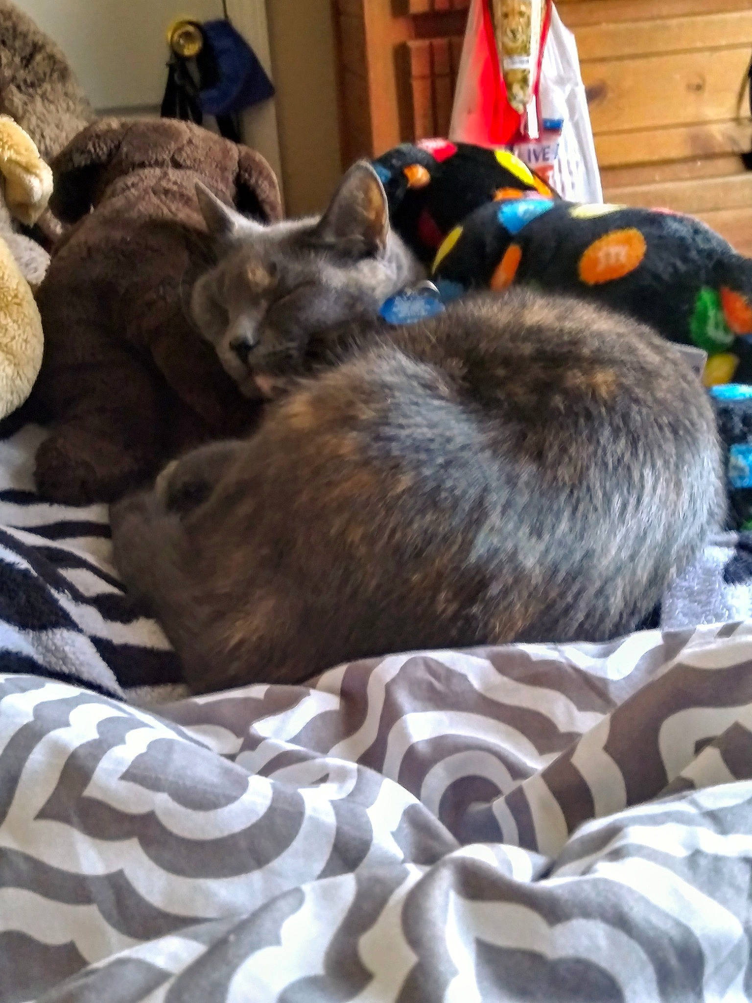 Bleu is registered to the contest to win money with this photo: bed, bedding, canidae, carnivore, cat, comfort, companion_dog, dog_breed, domestic_short_haired_cat, felidae, fur, grey, linens, mammal, nap, sleep, small_to_medium_sized_cats, tail, textile, whiskers