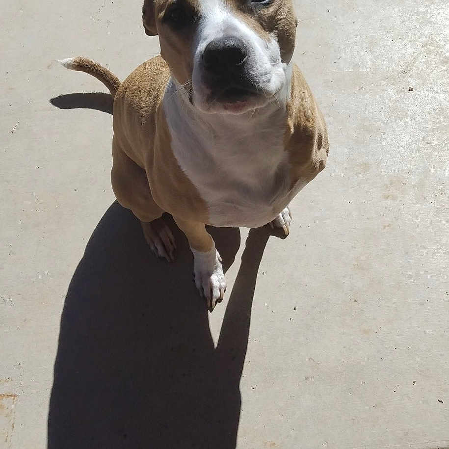 Bullitt is registered to the contest to win money with this photo: accessories, animal, bostonbull, boxer, bulldog, canine, dog, flagstone, frenchbulldog, grass, hound, leash, path, pet, pitbull, puppy, sidewalk, slate, strap, walkway