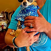 Tator joined the competition — help win amazing prizes! dog, sunglasses, blue_shirt, person, hands, ring, bracelet, indoor, wooden_chair, table, basket, casual, pet, cute, small_dog, fashion, portrait, holding, animal, accessories