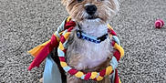 Charlie joined the competition — help win amazing prizes! alert, animal, blue_collar, brown_fur, cabinet, carpet, colorful_toy, companion, curious, cute, dog, ears_up, fleece_toy, floor, home, indoor, pet, playful, small_dog, toy