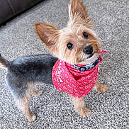 Charlie is registered to the contest to win money with this photo: adorable, animal, bandana, canine, carpet, companion, curious, cute, dog, domestic, ears, fur, furniture, indoor, living_room, looking_up, pet, portrait, red_bandana, small_dog
