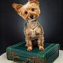 Charlie joined the competition — help win amazing prizes! animal, cute, dog, dollar_sign, ears, fur, green, isolated, jewelry, looking, necklace, pet, portrait, puppy, small_dog, studio, suitcase, tilted_head, vintage, yorkshire_terrier