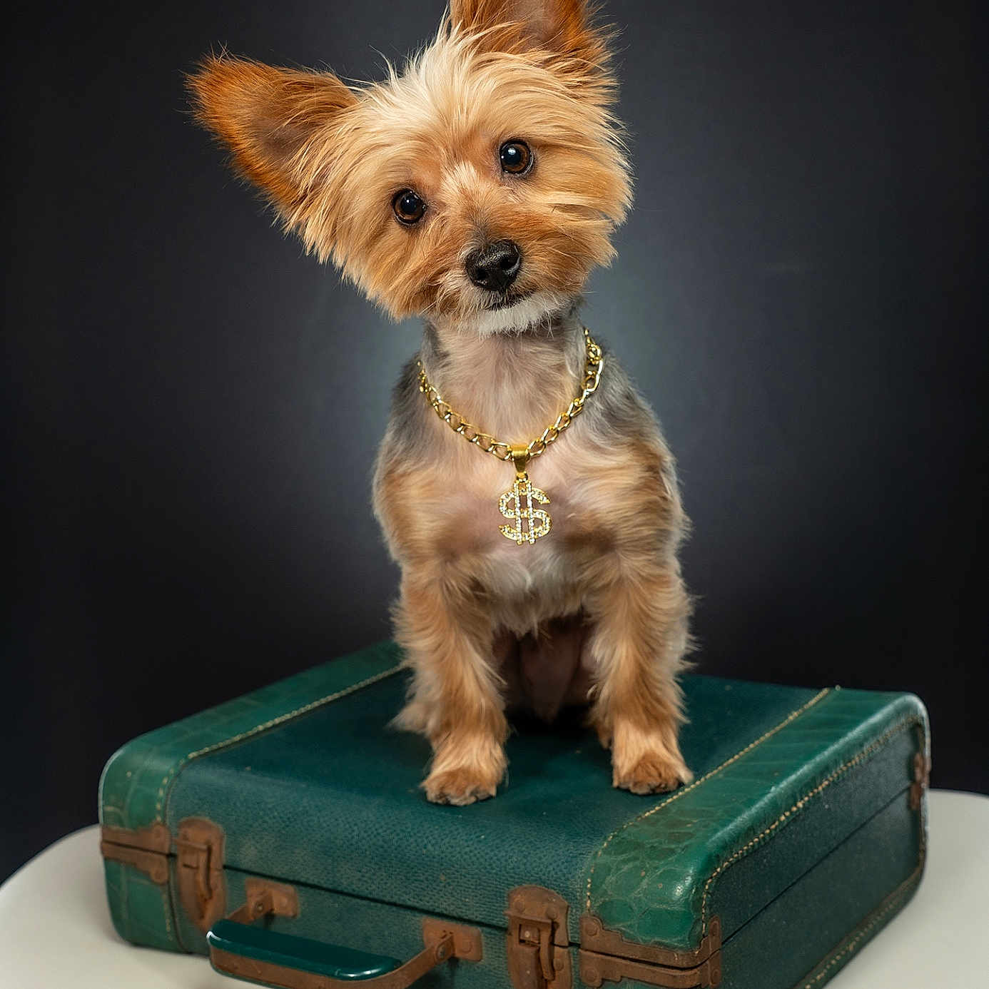 Charlie joined the competition — help win amazing prizes! animal, cute, dog, dollar_sign, ears, fur, green, isolated, jewelry, looking, necklace, pet, portrait, puppy, small_dog, studio, suitcase, tilted_head, vintage, yorkshire_terrier