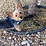 Charlie joined the competition — help win amazing prizes! adorable, alert, animal, canine, companion, curious, daylight, dog, ears_up, fur, ground, harness, leaves, looking_up, nature, outdoor, pet, rocks, small_dog, tree