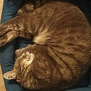 Poppere participe au concours pour gagner de l'argent avec cette photo : cat, tabby, sleeping, curled_up, feline, pet, fur, cushion, blue, indoor, cozy, resting, animal, whiskers, ears, paw, wood_floor, domestic_cat, cute, relaxed