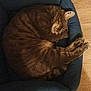 Poppere participe au concours pour gagner de l'argent avec cette photo : cat, tabby, sleeping, pet_bed, cozy, curled_up, feline, domestic_cat, animal, fur, whiskers, paws, resting, indoor, wooden_floor, cute, relaxed, mammal, companion_animal, peaceful
