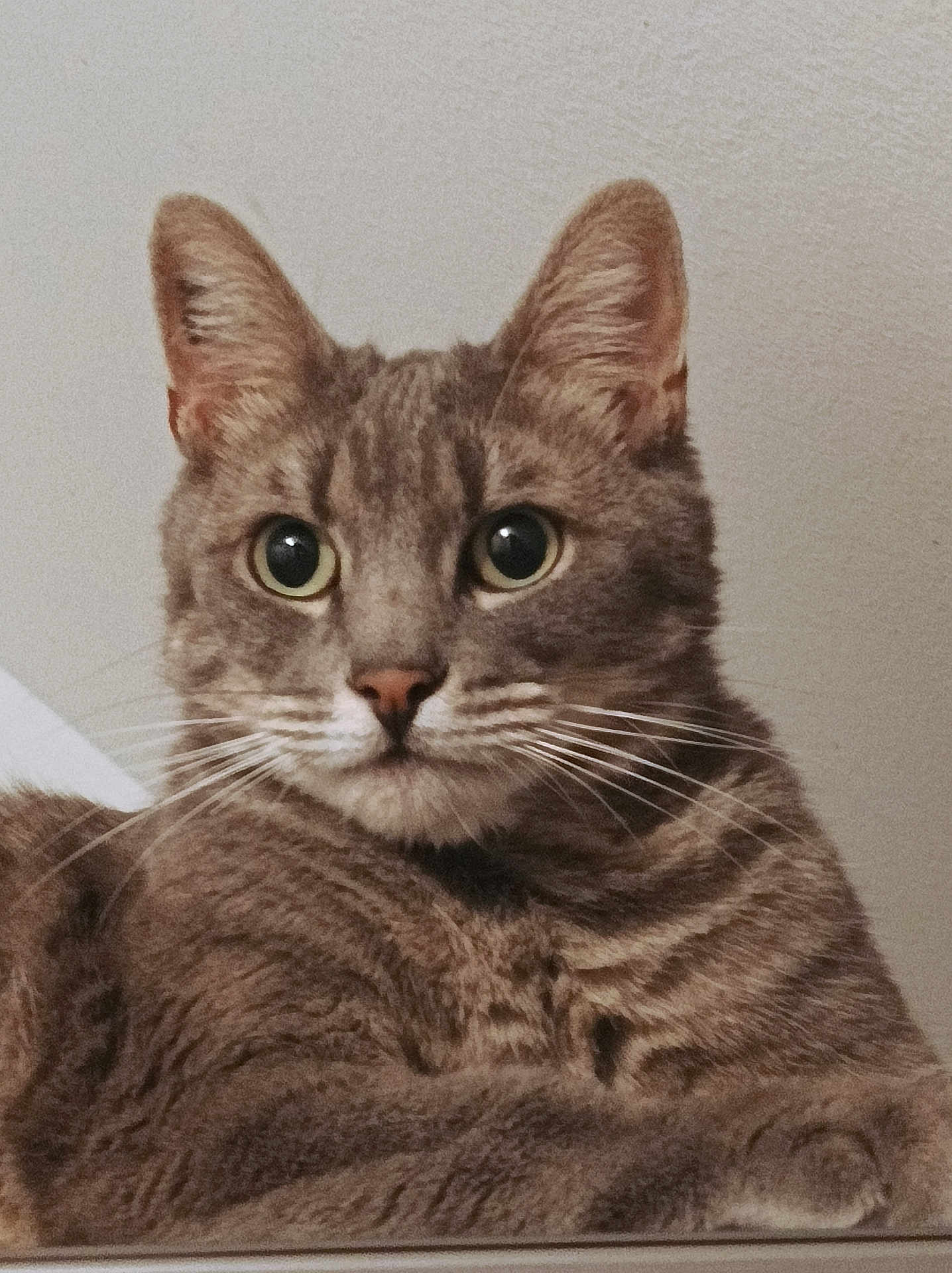Poppere participe au concours pour gagner de l'argent avec cette photo : cat, tabby, gray, close_up, portrait, whiskers, fur, animal, pet, indoor, face, green_eyes, curious, calm, mammal, feline, ears, nose, looking, background