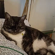 Munchee joined the competition — help win amazing prizes! cat, animal, pet, black_and_white, relaxing, indoor, blanket, pattern, plant, houseplant, feline, fur, paws, collar, resting, cozy, home, cute, lazy, domestic