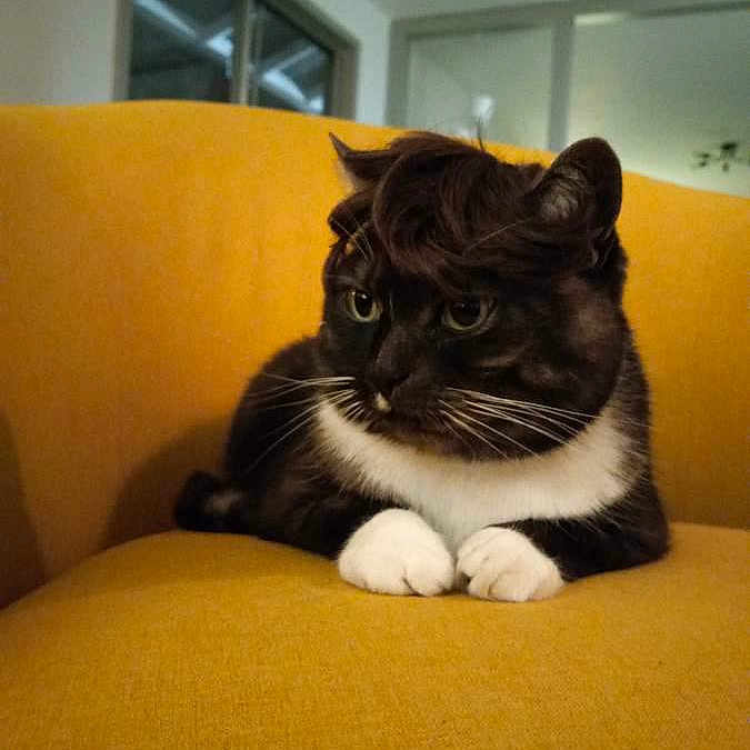 Munchee joined the competition — help win amazing prizes! cat, tuxedo_cat, white_paws, fur, animal, pet, indoor, couch, yellow_couch, furniture, relaxing, cute, whiskers, ears, face, fur_pattern, looking_away, home, cozy, mammal
