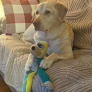 Max joined the competition — help win amazing prizes! blanket, couch, cozy, dog, ears, eyes, fur, home_decor, indoor, labrador, living_room, paws, pet, pillow, plush, relaxed, sitting, snout, stuffed_animal, toy