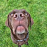 dog, labrador, chocolate_labrador, close_up, nose, grass, outdoor, pet, animal, canine, brown_fur, collar, curious, looking_up, portrait, muzzle, ears, whiskers, friendly, nature