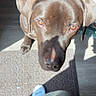 dog, labrador, brown_dog, pet, animal, indoor, floor, mat, sunlight, shadow, human_leg, sock, curious, looking_up, ears, canine, domestic_animal, companion, casual, portrait