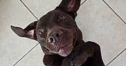 Dexter joined the competition — help win amazing prizes! dog, pet, chocolate_color, tile_floor, playful, curious, ears, paw, looking_up, indoor, canine, close_up, expression, animal, mammal, fur, snout, whiskers, brown, cute