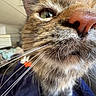 Avery is registered to the contest to win money with this photo: cat, close_up, whiskers, nose, eye, indoor, curious, feline, pet, animal, fur, tabby, portrait, closeup, snout, indoor_lighting, household, domestic_cat, face, muzzle