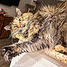 Avery joined the competition — help win amazing prizes! cat, fluffy, stretching, paw, indoor, countertop, furniture, cozy, relaxed, multi-colored, whiskers, ears, fur, close-up, pet, mammal, domestic_animal, home, cute, animal