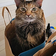Avery is registered to the contest to win money with this photo: cat, paper_bag, indoor, fur, pet, animal, floor, decor, snowman, shelf, household_item, curious, looking_at_camera, brown, black, orange, green_eyes, feline, cute, portrait
