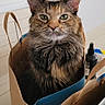 cat, paper_bag, indoor, fur, pet, animal, floor, decor, snowman, shelf, household_item, curious, looking_at_camera, brown, black, orange, green_eyes, feline, cute, portrait