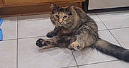 Avery joined the competition — help win amazing prizes! cat, tabby, kitchen, floor, tile, cabinet, wood, appliance, oven, pet, animal, fur, tail, domestic, indoor, curious, sitting, cute, whiskers, paws