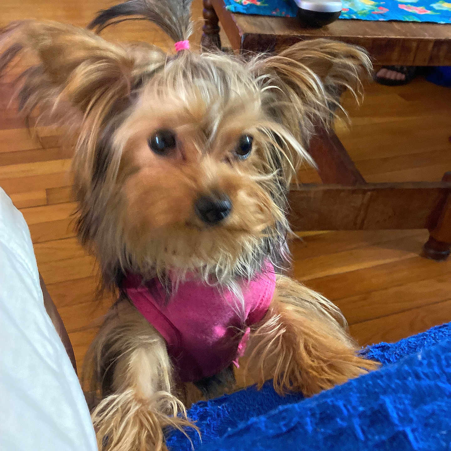 Luna is registered to the contest to win money with this photo: animal, blanket, colorful_tablecloth, curious, cute, dog, domestic, ears, face, fur, fur_hair, indoor, living_room, paws, pet, pink_harness, remote_control, small_dog, table, wooden_floor
