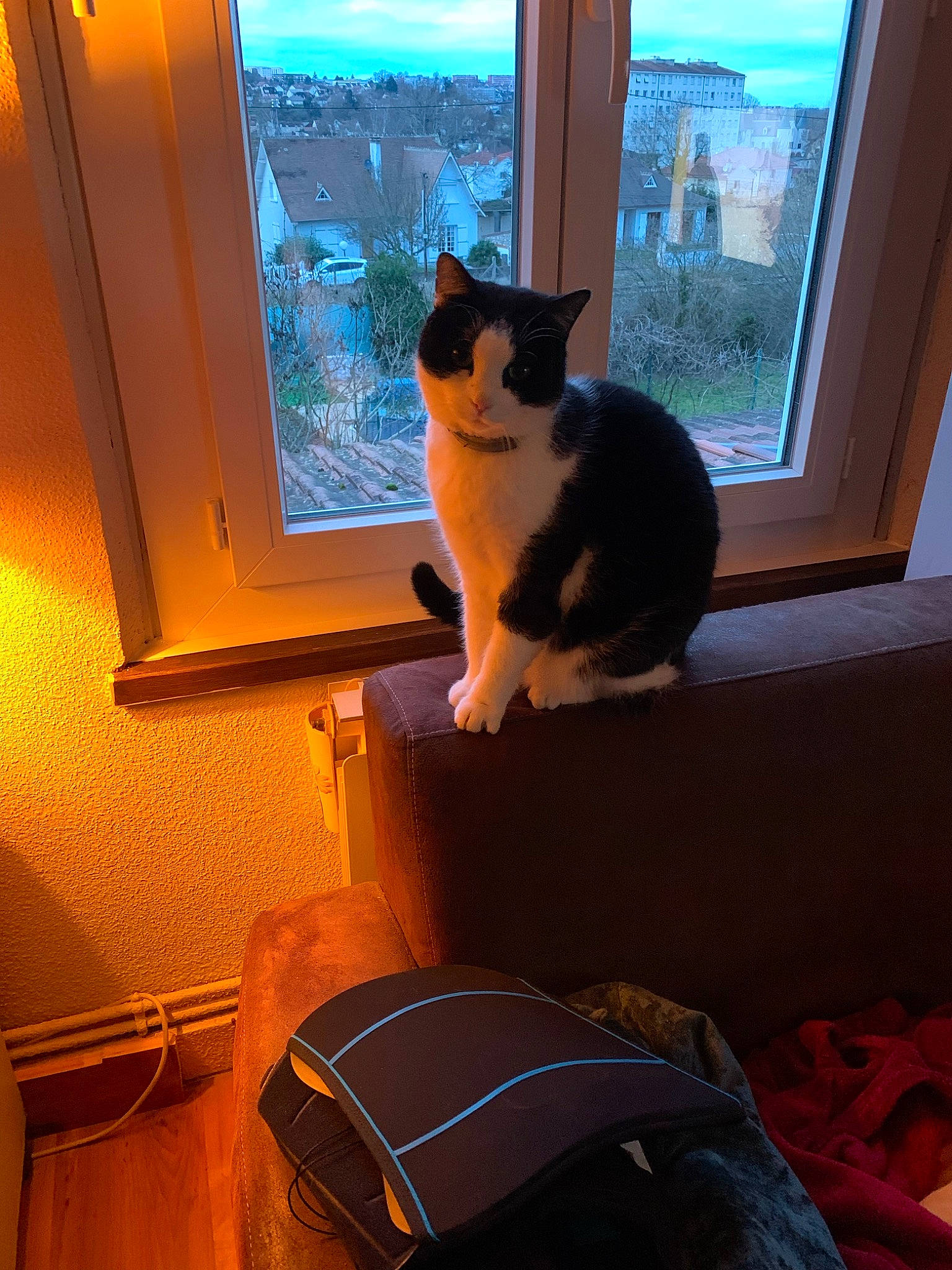 Bouby a rejoint le concours — aidez-le/la à gagner de superbes lots ! blue, carnivore, cat, comfort, couch, domestic_short_haired_cat, felidae, home, interior_design, light, plant, room, small_to_medium_sized_cats, studio_couch, tail, tints_and_shades, whiskers, window, window_blind, wood