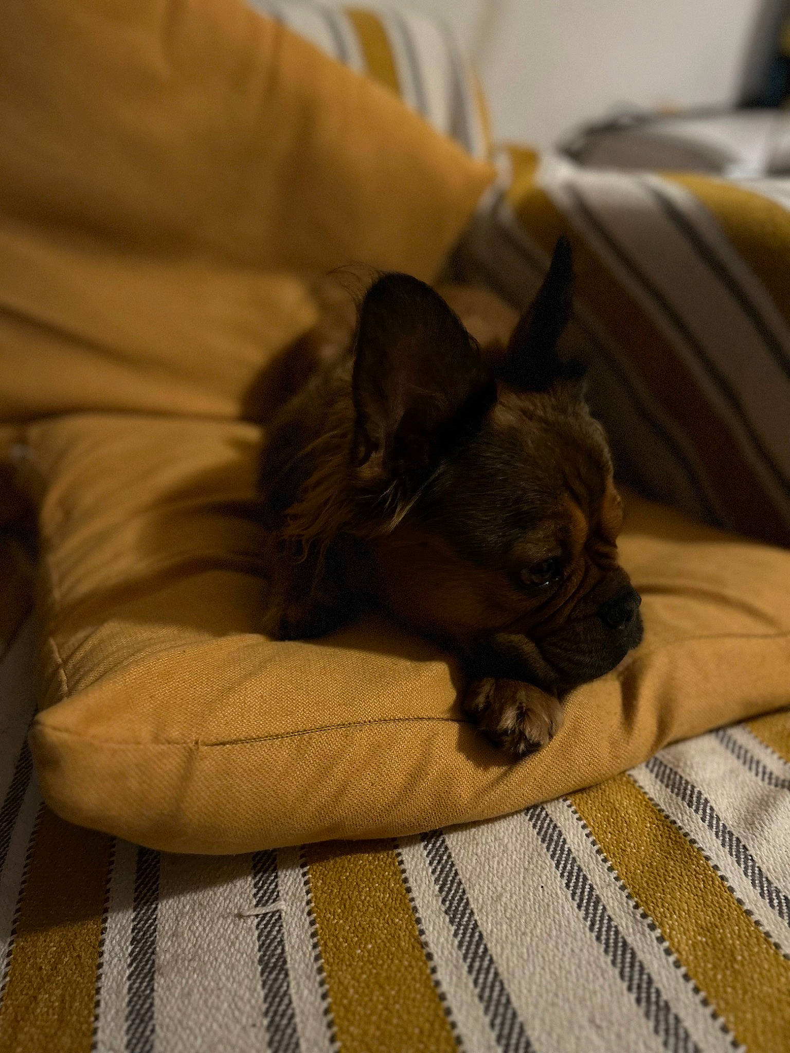 Paprika a rejoint le concours — aidez-le/la à gagner de superbes lots ! canidae, carnivore, comfort, companion_dog, dog, dog_breed, fawn, felidae, linens, liver, nap, non_sporting_group, puppy, snout, sporting_group, terrestrial_animal, toy_dog, whiskers, working_animal, wrinkle