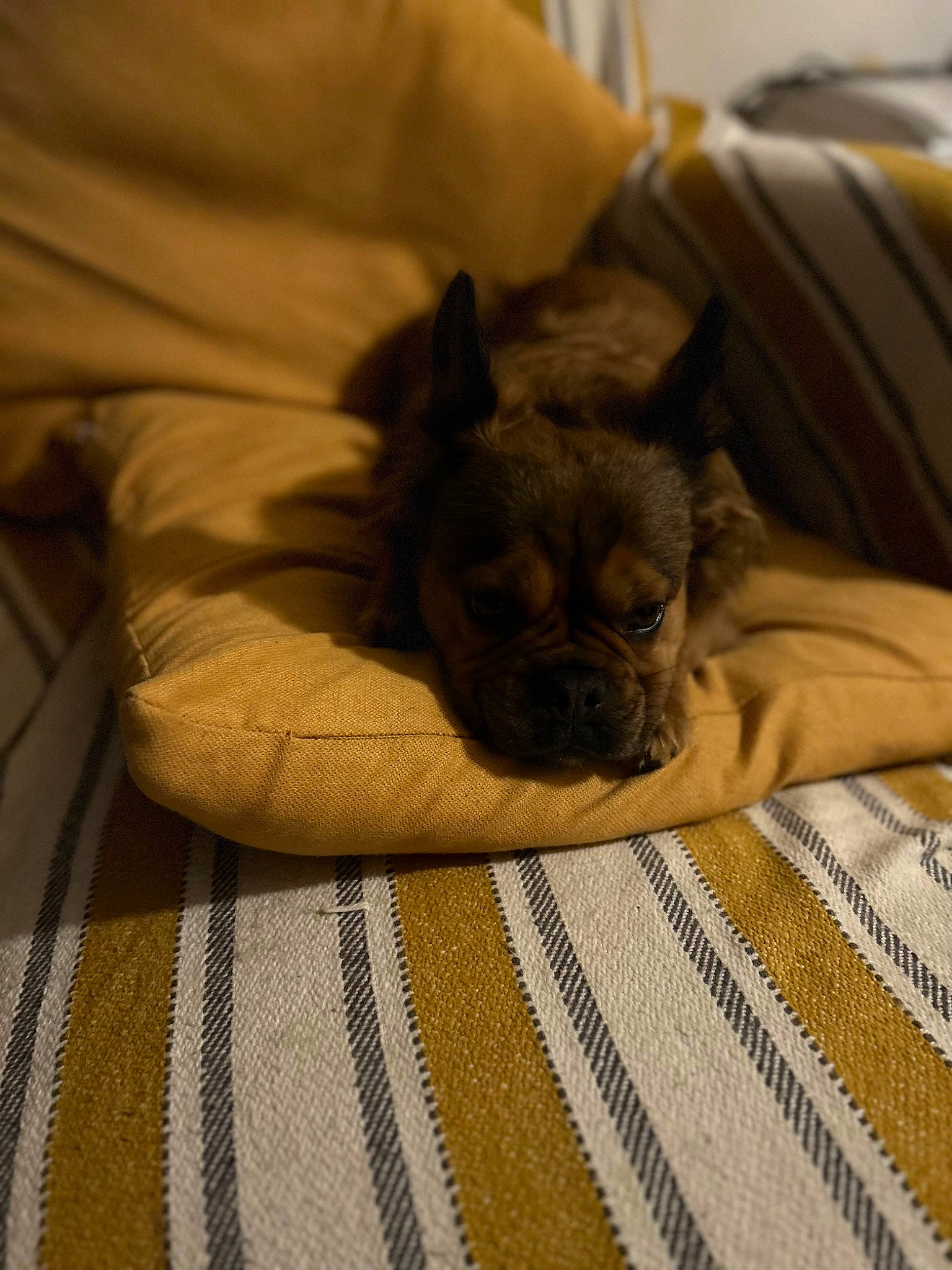 Paprika participe au concours pour gagner de l'argent avec cette photo : bed, bedding, carnivore, comfort, companion_dog, couch, dog, dog_breed, fawn, fur, linens, liver, plant, sporting_group, terrestrial_animal, toy_dog, whiskers, wood, working_animal, wrinkle