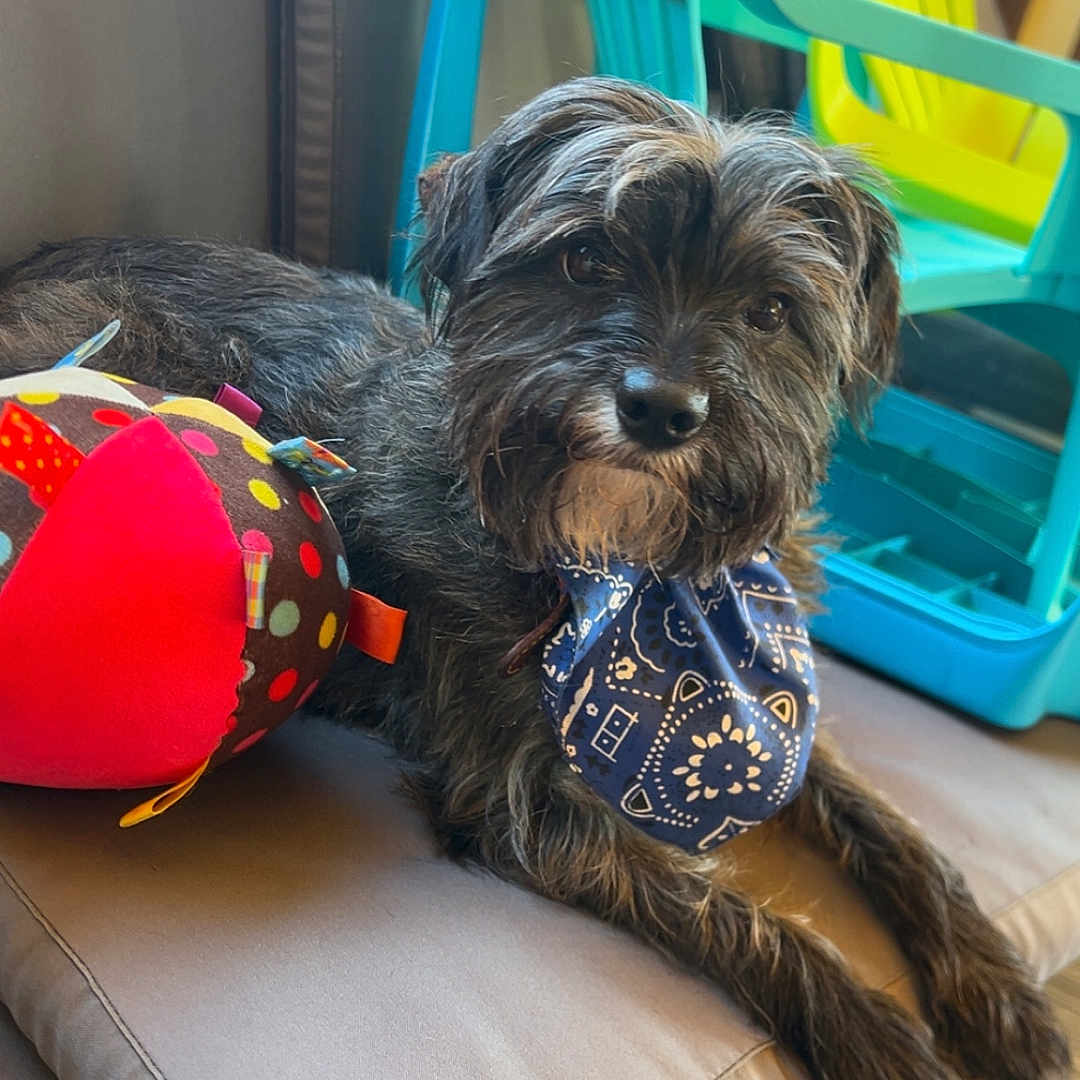 Ruby a rejoint le concours — aidez-le/la à gagner de superbes lots ! animal, bandana, blue, brown_fur, colorful, comfort, cushion, dog, floor, fur, furniture, indoor, laying_down, pet, plastic_chair, polka_dot, relaxed, snout, toy, yellow