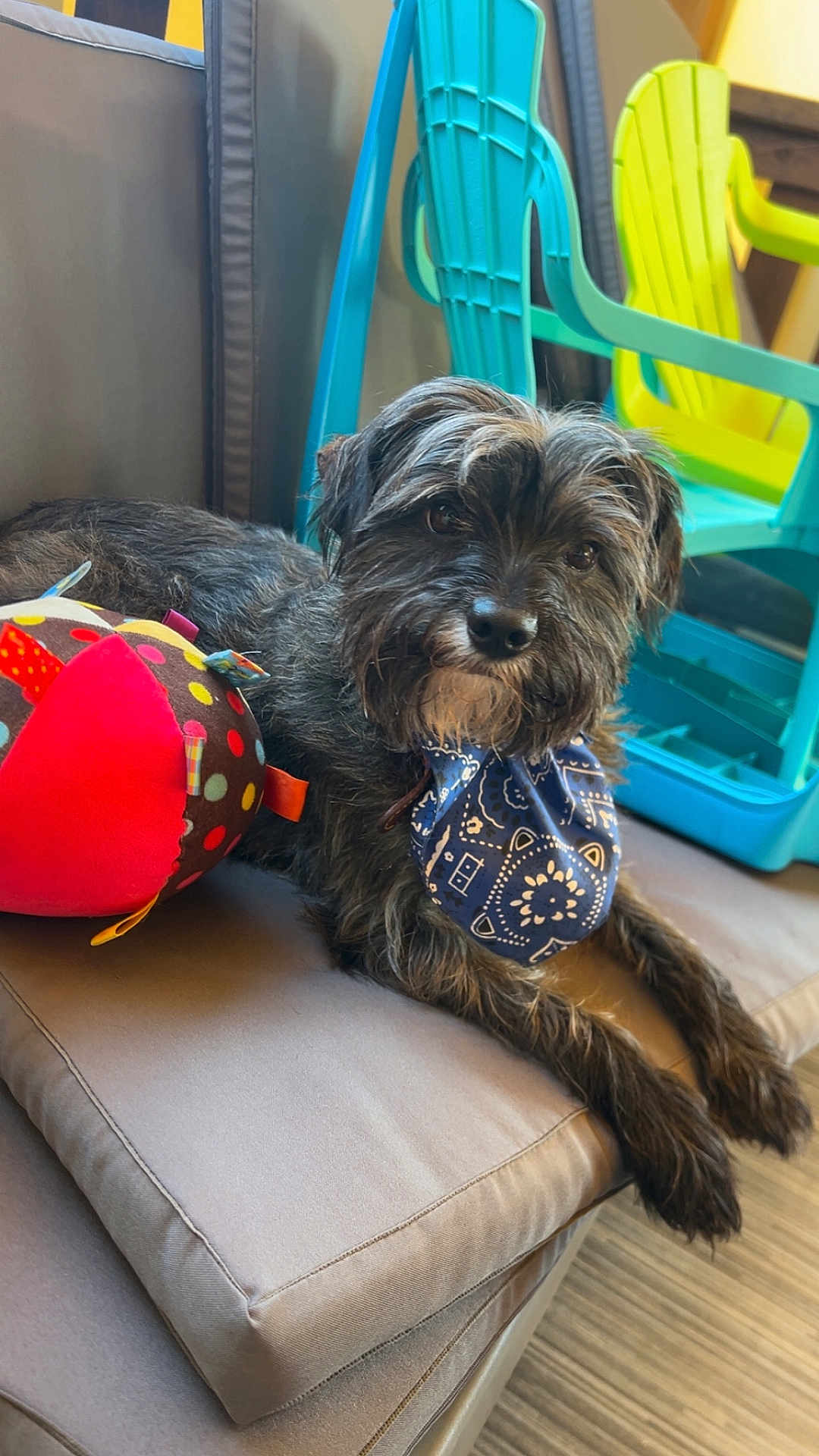 Ruby a rejoint le concours — aidez-le/la à gagner de superbes lots ! dog, bandana, toy, cushion, indoor, brown_fur, plastic_chair, blue, yellow, polka_dot, pet, laying_down, snout, fur, floor, comfort, relaxed, animal, furniture, colorful