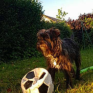 Ruby a rejoint le concours — aidez-le/la à gagner de superbes lots ! dog, soccer_ball, grass, garden, sunlight, outdoor, pet, playing, fur, collar, greenery, hedge, shrub, leaf, nature, animal, mammal, daylight, toy, canine