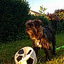 dog, soccer_ball, grass, garden, sunlight, outdoor, pet, playing, fur, collar, greenery, hedge, shrub, leaf, nature, animal, mammal, daylight, toy, canine