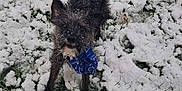 Ruby a rejoint le concours — aidez-le/la à gagner de superbes lots ! dog, snow, outdoor, grass, bandana, pet, animal, winter, playful, fur, canine, nature, cold, alert, standing, black_dog, small_dog, ears, tail, snowflakes