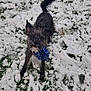 dog, snow, outdoor, grass, bandana, pet, animal, winter, playful, fur, canine, nature, cold, alert, standing, black_dog, small_dog, ears, tail, snowflakes