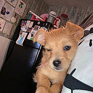 Josie Mae joined the competition — help win amazing prizes! puppy, dog, pet, indoor, refrigerator, fridge_magnets, child_art, wallpaper, pillow, close_up, brown_fur, paws, ears, nose, whiskers, kitchen, sleepy, cozy, storage_container, portrait