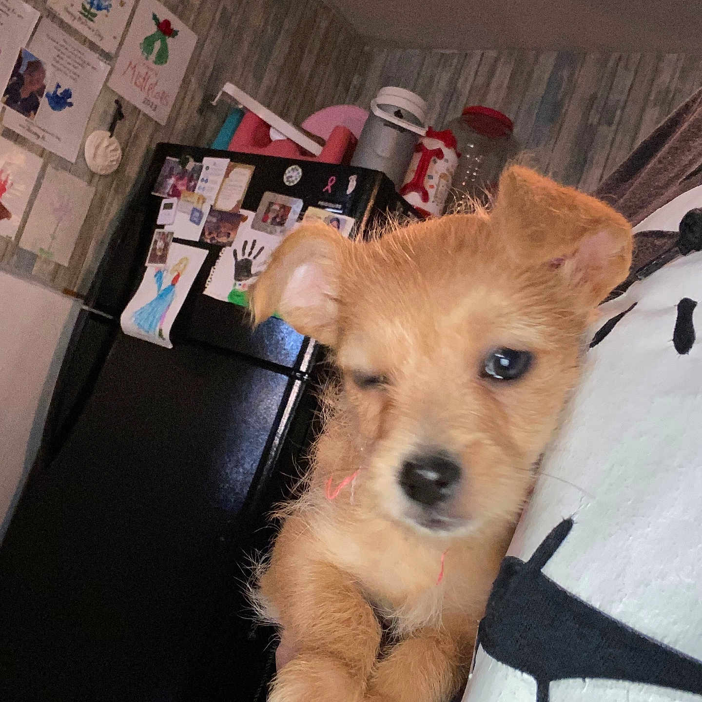 Josie Mae joined the competition — help win amazing prizes! brown_fur, child_art, close_up, cozy, dog, ears, fridge_magnets, indoor, kitchen, nose, paws, pet, pillow, portrait, puppy, refrigerator, sleepy, storage_container, wallpaper, whiskers