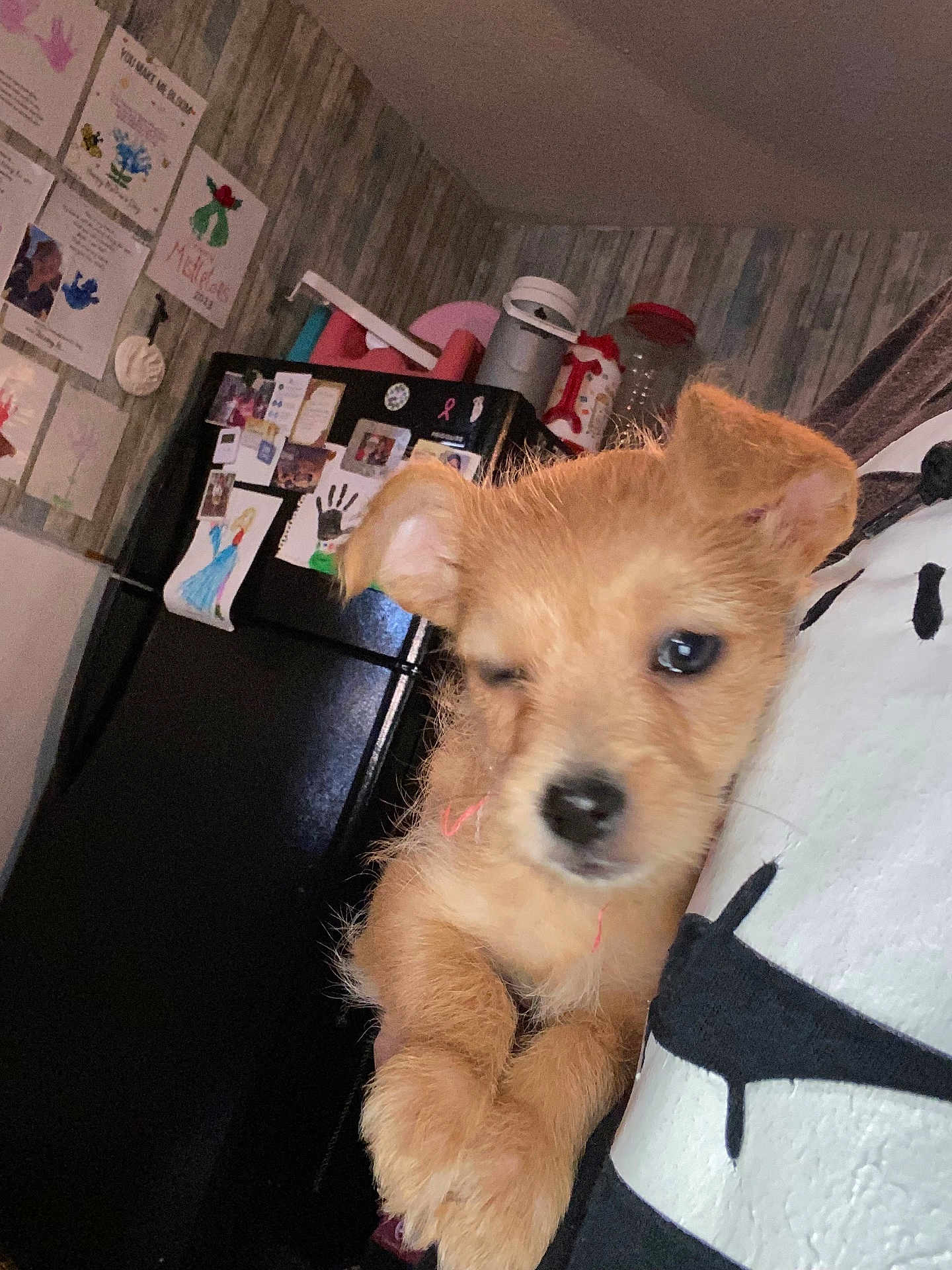 Josie Mae joined the competition — help win amazing prizes! puppy, dog, pet, indoor, refrigerator, fridge_magnets, child_art, wallpaper, pillow, close_up, brown_fur, paws, ears, nose, whiskers, kitchen, sleepy, cozy, storage_container, portrait