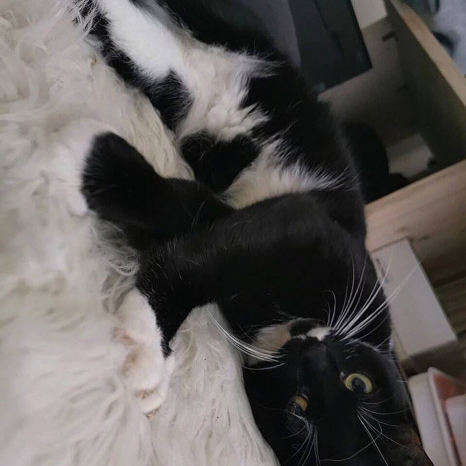 Bagherra a rejoint le concours — aidez-le/la à gagner de superbes lots ! black_and_white, black_cat, carnivore, cat, claw, ear, felidae, fur, paw, small_to_medium_sized_cats, snout, tail, whiskers