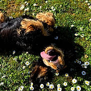 Harry participe au concours pour gagner de l'argent avec cette photo : dog, grass, daisy, flower, outdoor, sunlight, pet, playful, tongue, nature, greenery, animal, happy, canine, summer, relaxation, moss, closeup, cute, joy