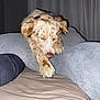 Dolly joined the competition — help win amazing prizes! dog, sleeping, resting, blanket, bed, cozy, indoor, fur, spotted, cute, relaxed, comfort, nap, pet, animal, canine, paws, curtains, soft, warm