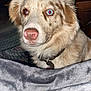 Dolly joined the competition — help win amazing prizes! dog, heterochromia, close_up, indoor, blanket, brown_eyes, blue_eye, furry, collar, pet, carpet, wooden_chair, candle, window, natural_light, curious, animal, face, nostrils, ears